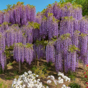 Vistéria Wisteria sinensis Blue