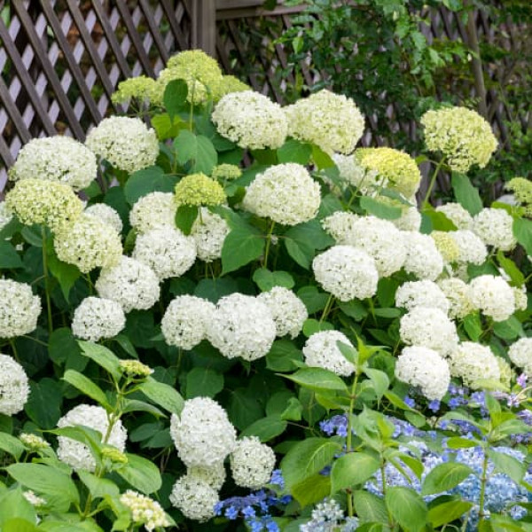 Hortensia arborescens Annabelle