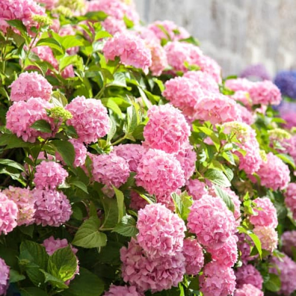 Hortenzia macrophylla Bouquet Rose