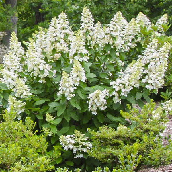 Hortenzia paniculata Grandiflora