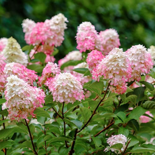 Hortenzia paniculata Pink Lady