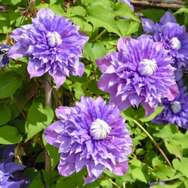 Clematis Multi blue