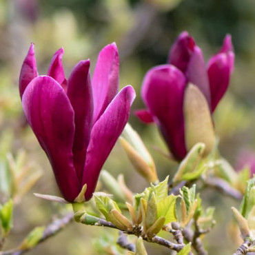 Magnolia Nigra