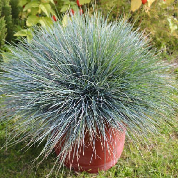 Festuca Kostrava Elijah Blue