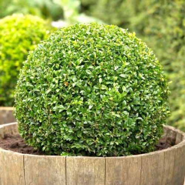 Krušpán (Buxus)