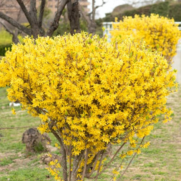 Forsythia Lynwood Gold