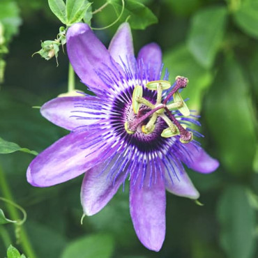 Mučenka Passiflora Lavender Lady