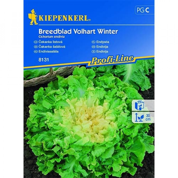 Endive Fullheart Winter